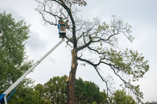 Best Hedge Trimming  in Waynesville, OH