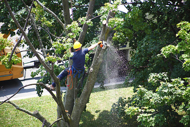 Best Tree Risk Assessment  in Waynesville, OH