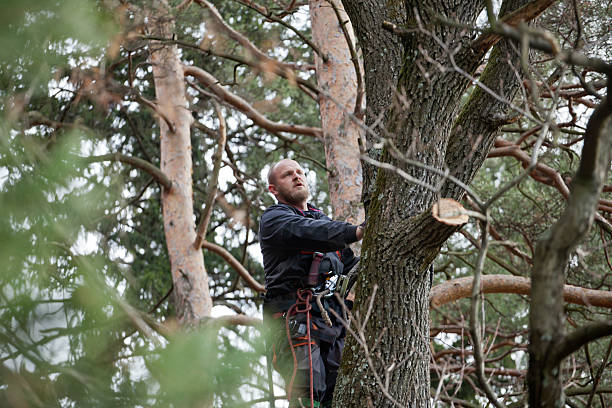 How Our Tree Care Process Works  in  Waynesville, OH